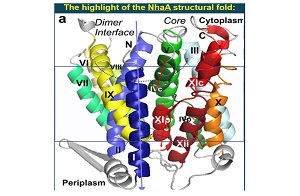 מבנה החלבון NhaA