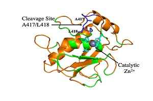 Design of a stable form of the enzyme  Matrix metalloproteinase-9 