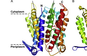cytoplasm ו- periplasm