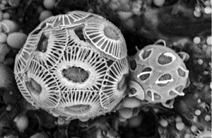 אצות פיטופלנקטון מסוג קוקוליתופורים, דרך מיקרוסקופ אלקטרונים.