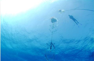 חקר שונית אלמוגים במפרץ אילת