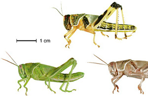 Different appearances of locust