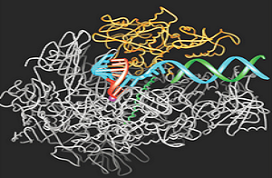 RNA polymerase II