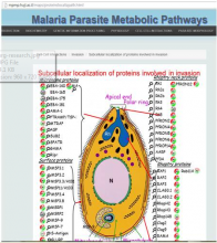 תמונה מתוך מאגר המידע על מסלולים מטבוליים במלריה