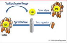 Model of spironolactone effects